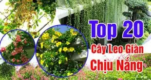 cay leo gian chiu nang